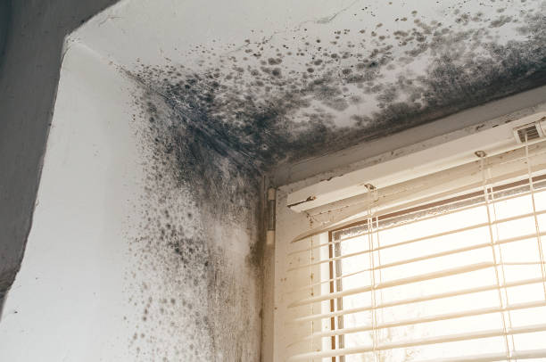Trusted Bathroom Mold Removal service in Kent City, MI - Cheap Mold Removal