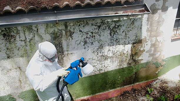 Trusted Mold Removal service in Kent City, MI - Cheap Mold Removal